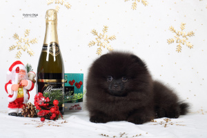 Photo №2 to announcement № 4373 for the sale of pomeranian - buy in Russian Federation breeder