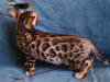 Photo №4. I will sell bengal cat in the city of Minsk. private announcement, from nursery, breeder - price - 473$