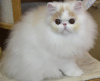 Photo №1. persian cat - for sale in the city of Bucharest | 1585$ | Announcement № 101840