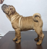 Photo №4. I will sell shar pei in the city of Kaluga. private announcement - price - negotiated
