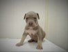 Photo №4. I will sell american pit bull terrier in the city of St. Petersburg. private announcement - price - 810$
