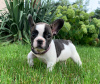 Additional photos: Puppies of French Bulldog Kennel Club