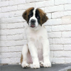 Photo №4. I will sell st. bernard in the city of Крупки. private announcement - price - 254$