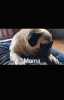 Photo №1. pug - for sale in the city of Hannover | Is free | Announcement № 25411