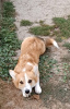 Photo №1. welsh corgi - for sale in the city of Belgrade | 423$ | Announcement № 119985