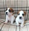 Photo №1. jack russell terrier - for sale in the city of Omsk | 308$ | Announcement № 19354