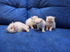 Photo №4. I will sell persian cat in the city of Dnipro. private announcement - price - 92$