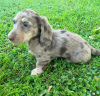 Photo №1. dachshund - for sale in the city of Rome | 500$ | Announcement № 125865