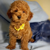 Photo №2 to announcement № 44015 for the sale of poodle (toy) - buy in Switzerland private announcement