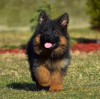 Photo №2 to announcement № 123940 for the sale of german shepherd - buy in Germany private announcement, from nursery, from the shelter