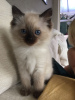 Photo №1. ragdoll - for sale in the city of Hannover | 402$ | Announcement № 96938