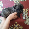 Additional photos: French Bulldog