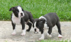 Photo №4. I will sell boston terrier in the city of London. private announcement - price - 0$