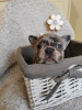 Photo №4. I will sell french bulldog in the city of Kikinda.  - price - negotiated