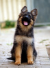 Additional photos: Beautiful dsh German Shepherd puppies.