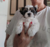 Photo №4. I will sell non-pedigree dogs in the city of Стамбул. from nursery, breeder - price - 400$
