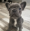 Photo №4. I will sell french bulldog in the city of Штутгарт. breeder - price - negotiated