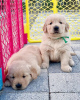 Photo №1. golden retriever - for sale in the city of Vienna | 350$ | Announcement № 38281