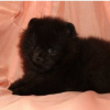 Photo №1. german spitz - for sale in the city of Tula | 304$ | Announcement № 7581