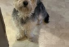 Photo №3. Havanese puppies for adoption. Germany