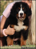 Photo №4. I will sell bernese mountain dog in the city of Belgrade. breeder - price - negotiated