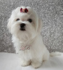 Photo №1. maltese dog - for sale in the city of Kiev | 900$ | Announcement № 17886