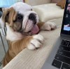 Photo №1. english bulldog - for sale in the city of Santa Cruz de la Sierra | negotiated | Announcement № 118931