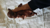 Additional photos: Toy terrier puppies