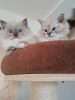 Photo №2 to announcement № 37125 for the sale of ragdoll - buy in United States private announcement