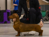 Photo №1. dachshund - for sale in the city of St. Petersburg | negotiated | Announcement № 113260