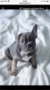 Photo №4. I will sell french bulldog in the city of Cherepovets. private announcement - price - 897$