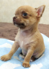 Photo №1. chihuahua - for sale in the city of Sochi | negotiated | Announcement № 11194