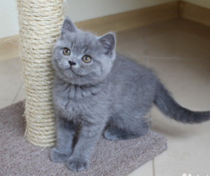 Photo №1. british shorthair - for sale in the city of Varna | 550$ | Announcement № 716