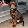 Photo №2 to announcement № 78823 for the sale of dobermann - buy in Sweden private announcement