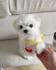 Photo №4. I will sell maltese dog in the city of Texas City. private announcement, breeder - price - negotiated