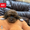 Photo №1. tibetan mastiff - for sale in the city of Krivoy Rog | 2000$ | Announcement № 9210