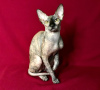 Photo №2 to announcement № 29564 for the sale of donskoy cat - buy in Russian Federation from nursery