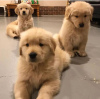 Photo №1. golden retriever - for sale in the city of Maitland | 312$ | Announcement № 24391