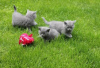 Photo №2 to announcement № 65585 for the sale of british shorthair - buy in Netherlands breeder