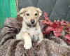 Photo №2 to announcement № 100052 for the sale of non-pedigree dogs - buy in Russian Federation private announcement