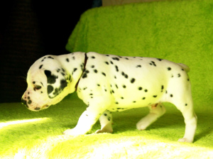 Photo №2 to announcement № 1324 for the sale of dalmatian dog - buy in Russian Federation private announcement