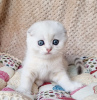 Photo №3. Продаются белые шотландские котята. United States