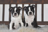 Photo №1. boston terrier - for sale in the city of Stavelot | 1902$ | Announcement № 93002