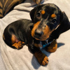 Photo №1. dachshund - for sale in the city of Munich | Is free | Announcement № 111320