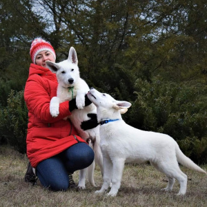 Photo №4. I will sell berger blanc suisse in the city of Dnipro. from nursery - price - Negotiated