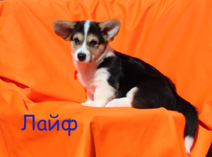 Photo №2 to announcement № 6277 for the sale of welsh corgi - buy in Russian Federation from nursery