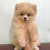 Photo №1. pomeranian - for sale in the city of Cambridge | negotiated | Announcement № 71106