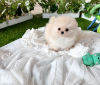 Photo №1. pomeranian - for sale in the city of New York | 300$ | Announcement № 111883