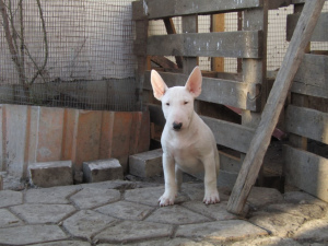 Photo №4. I will sell bull terrier in the city of Cherkasy. private announcement - price - 290$