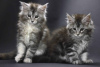 Photo №1. maine coon - for sale in the city of Jülich | Is free | Announcement № 121148